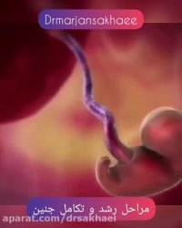 فیلم مراحل رشد و تکامل جنین