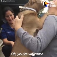 Shelter Dogs React to Being ADOPTED | The Dodo