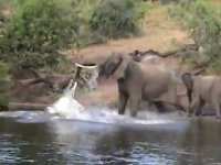 حمله کروکودیل به فیل