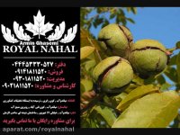 نهال گردو چندلر , نهالستان گردو چندلر , گردوی چندلر