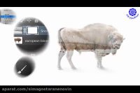 آموزش فوتوشاپ : ایجاد عکس های تو در تو