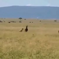 شکار دسته جمعی