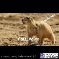 دفاع و مبارزه یك سگ دشتى از بچه هایش در مقابل مار.