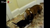 Dogs Meeting Kittens For The First Time Compilation 2016 || NEW HD