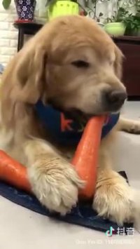 سگ های گیاه خوار