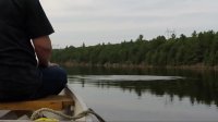 Couple in canoe have unforgettable conversation with curious loon