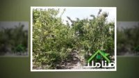 خرید و فروش باغ و باغچه در خوشنام ملارد کد1381
