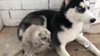کلیپ خنده دار هاسکی The Funniest and Cutest Husky Compilation of 2018 | Funny Pet Videos