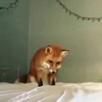 روباهه بامزه که فکر می کنه پارچه سفید برفه!