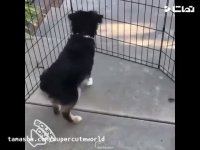 آخ واویلا لیلی