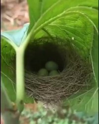 این چه جای تخم گذاشتنه آخه!