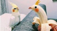 خنده دارترین طوطی های دنیا ... طنز خنده دار پرندگان