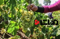 برداشت انگور در اهواز