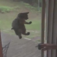 گربه بازیگوش