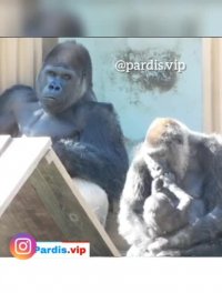 کلیپ صداگذاری  میمونها  خیلی خوبه این