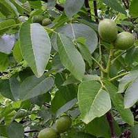 قیمت گردو چندلر دیرگل 09121270623