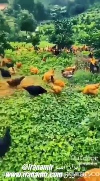 چقدر زیباست خدا برکت بده