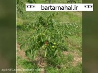 مرغوب ترین نهال گردو توسرخ در کشور | 09141832393