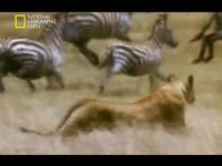 بی رحمی طبیعت و خشونت شیرها