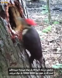 دارکوب پرکار در حال لانه سازی