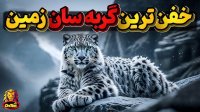 پلنگ برفی  بی نقص ترین گربه سان زمین
