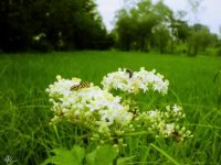 شاه شمشاد قدان - سالار عقیلی