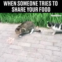 گربه بامزه و شکمو