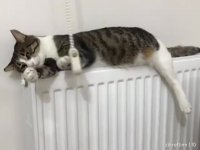 کلیپ خنده دار کوتاه روز 23ام قرنطینه