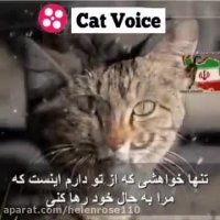 برای گربه های مظلوم سرزمینم