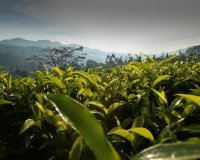 تیزر تبلیغاتی چای دوغزال( سال تولید 1386)