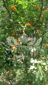 خرید و فروش نهال زردالو پرتغالی09141811520