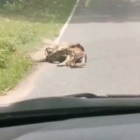 کلیپ تاثیر گذار نجات آهو توسط انسان