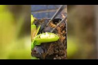 بلایی که سوسیس سر گیاه گوشت خوار آورد!