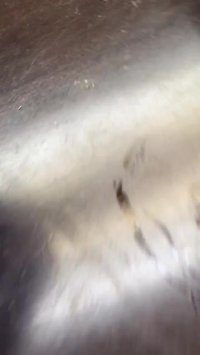 رشد و جوانه زدن گیاهان در پشم سنگ