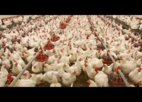 قیمت فروش جوجه اجداد