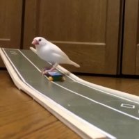 فنچ اسکیت سوار