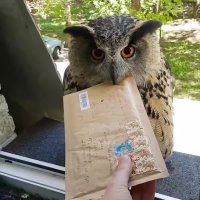 جغد نامه رسان