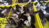 هچ جوجه مرغ محلی جهادی