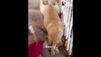 Girl, Dog Slide Down Stairs Together | The Dodo