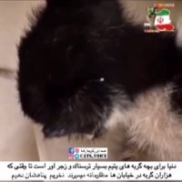 دنیا براى بچه گربه هاى یتیم بسیار ترسناك و زجر آور است