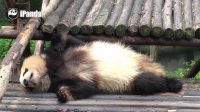 【Panda Compilations】Life Is Tough, So Let's Just Sleep With The Adorable Pandas! 20170820 | iPanda