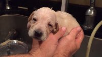Orphan foster puppy loves bath time