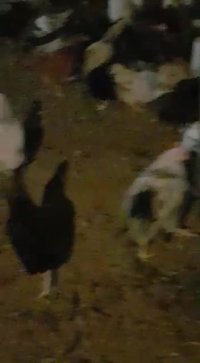 فروش عمده مرغ تخم گذار گلپایگانی