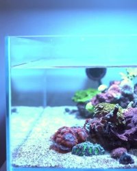 تغذیه و غذادهی به مرجان های دریایی: