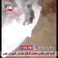 دل نوشته گربه هاى خیابان گرگان تهران٩٦/١/٢١