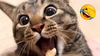 کلیپ خنده دار جدید از گربه ها