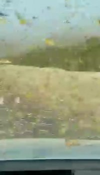 حمله ی ملخ قبل از این سوتفاهم بود