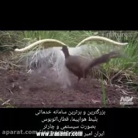 دلبری کردن جالب پرنده مشهور استرالیایی از پرنده ماده