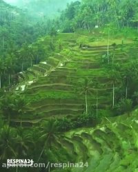 تراس های برنج در بالی