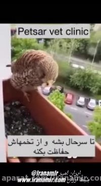 ویدئویی زیبا از تخم‌گذاری یک شاهین در فلاورباکسِ پنجره